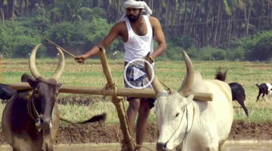  Mallukattu Teaser Song -  FilmAddictsPhotography
